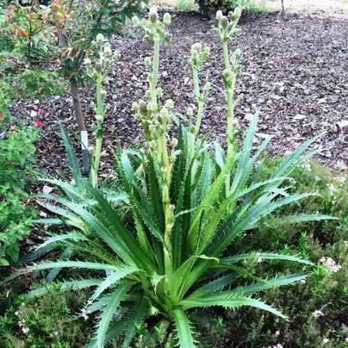 Eryngium agavifolium, Agave-Leaved Sea Holly - Pb5
