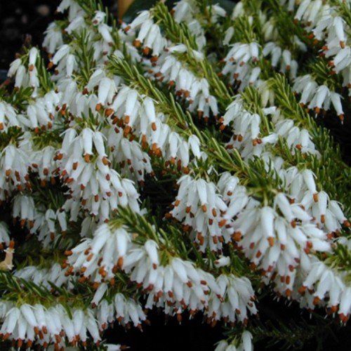 Erica Springwood White - Pb6.5