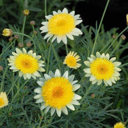 Federation Daisy Honeycomb - 2L