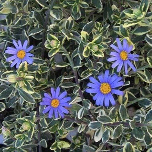 Felicia a. Variegata - Pb6.5