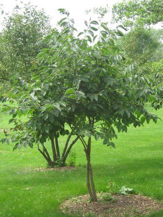 Diospyros virginiana, Common Persimmon - Pb18