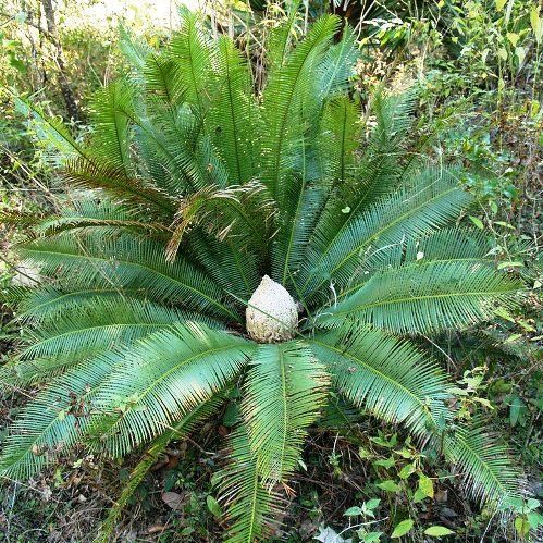 Dioon edule - pb6.5 (30/40)