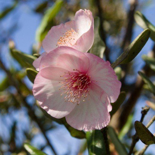Eucryphia l. Carousel, Leatherwood - 2 Ltr