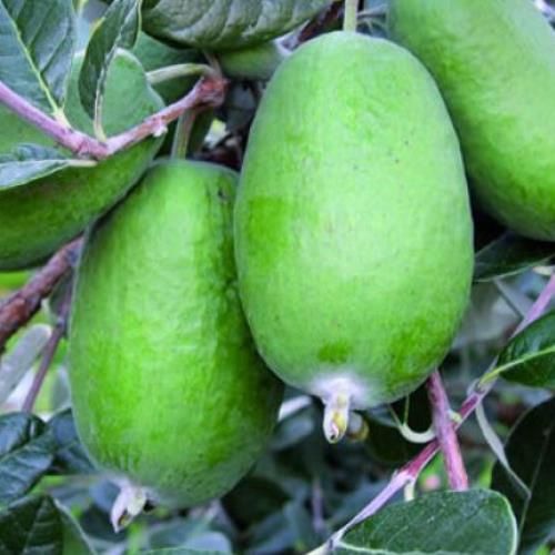 Feijoa Unique - Pb18