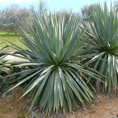 Furcraea bedinghausii - Pb40  90/100 large grade