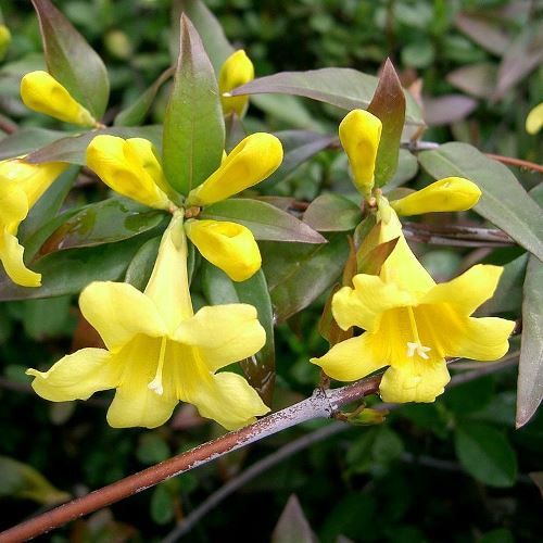 Gelsemium sempervirens, Carolina Jasmine - 2.5Ltr