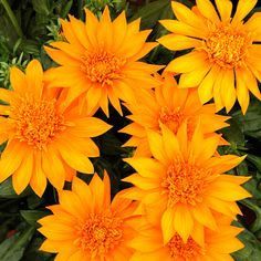 Gazania Arizona, Treasure Flower - 1.5Ltr