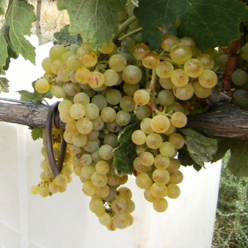 Grape Moores Diamond - Pb6.5