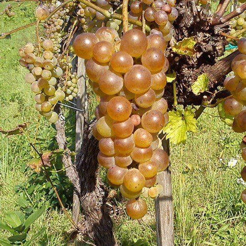 Grape Poppa Jack - Pb6.5