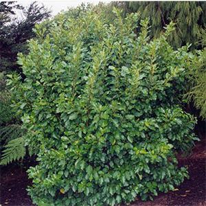 Griselinia littoralis, Kapuka - Pb28/25Ltr