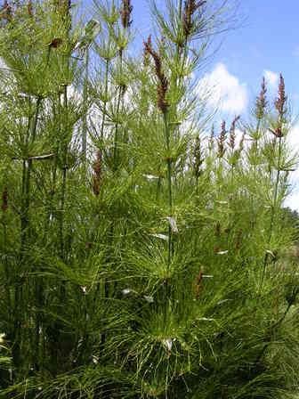 Elegia capensis - pb6.5 (70/100)