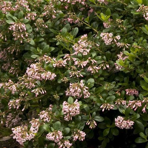 Escallonia Monique - 1.5Ltr