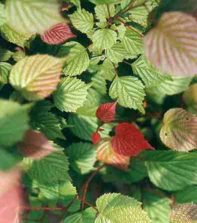 Euptelea pleiosperma - Pb18