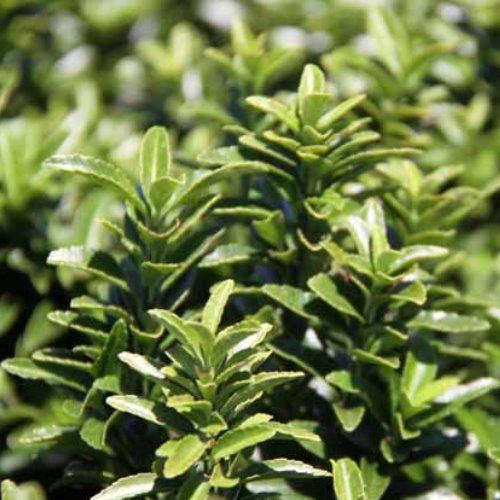 Euonymus j. Emerald Gem - Pot