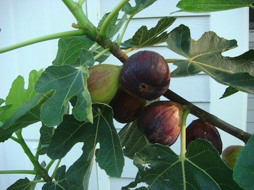 Fig Brandon Road - Pb6.5