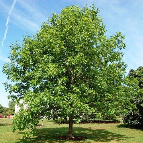 Fraxinus pennsylvanica, Green Ash, Red Ash - Pb12 (250)