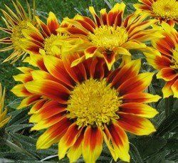 Gazania Vesuvius, Treasure Flower - 1.5Ltr