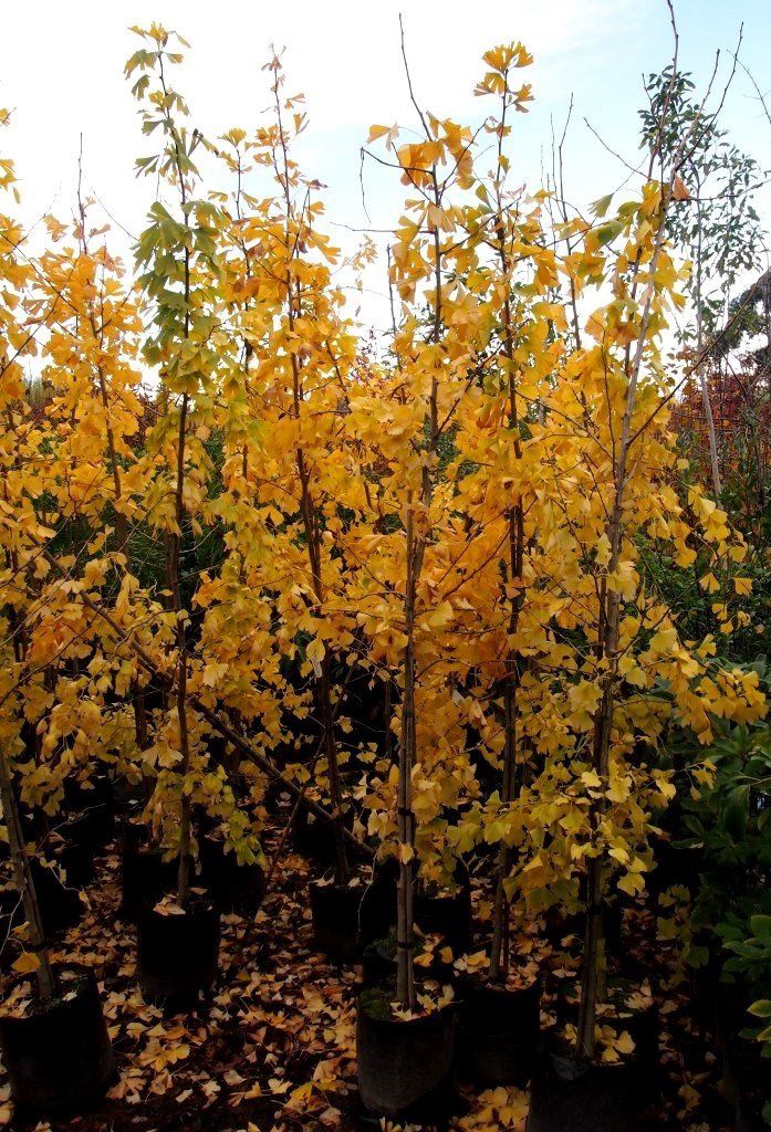 Gingko biloba, Maidenhair - Pb18 (1.4/1.6m)