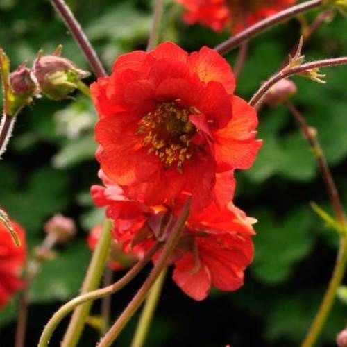 Geum Mrs Bradshaw, Avens - Pb6.5