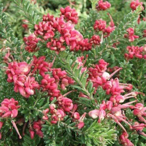 Grevillea Mt Tamboritha - Pb5