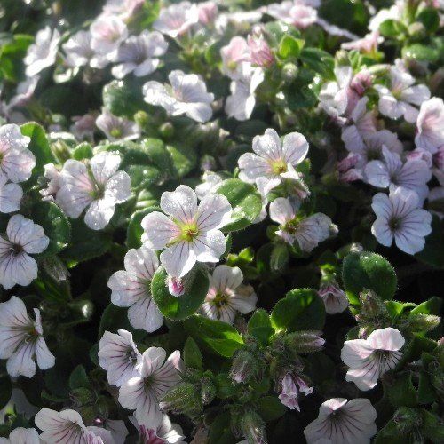 Gypsophila Bridal Showers - Pb6.5