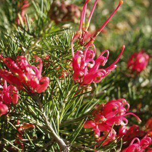 Grevillea Scarlet Sprite - Pb5 (20/25)
