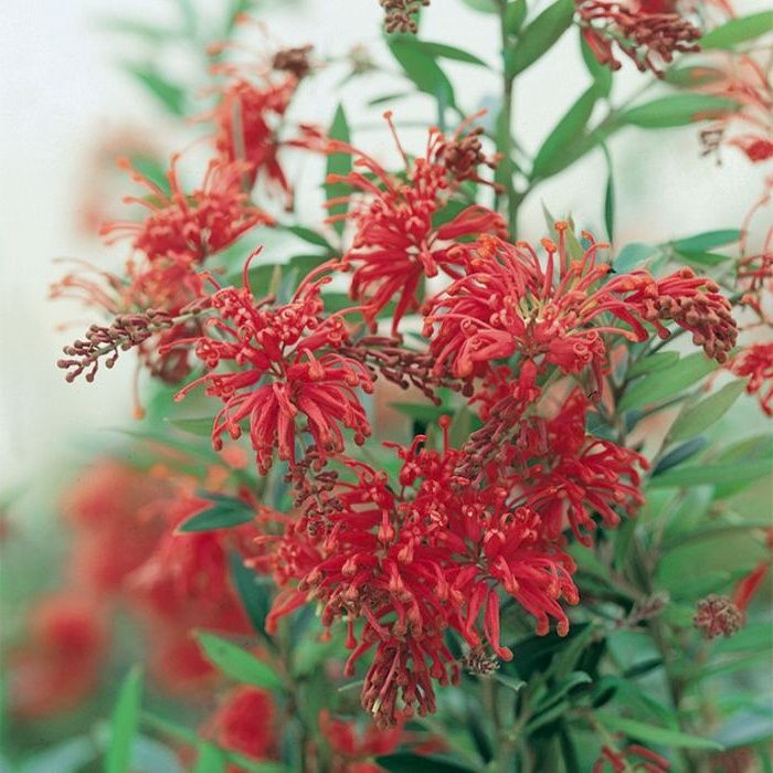 Grevillea Lady O - Standard