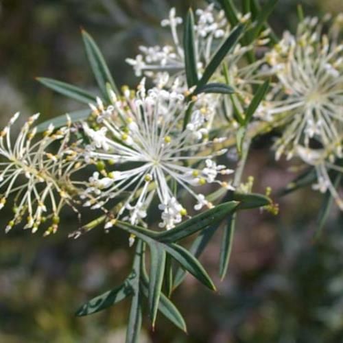 Grevillea glabrata - Pb6.5 (10/15)