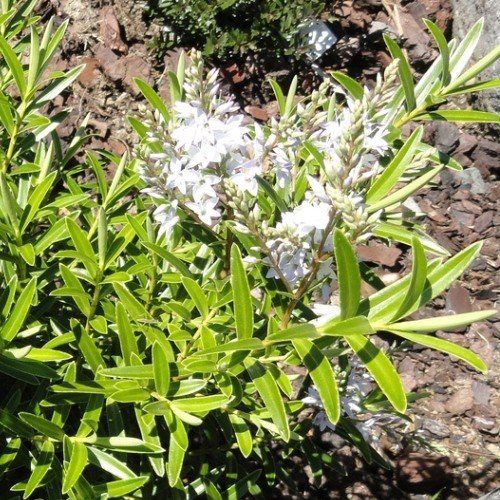 Hebe Wairua Beauty - Pb5 (40/90)