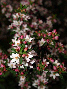 Eriostemon m. Flower Girl - pb6.5 (20/30)