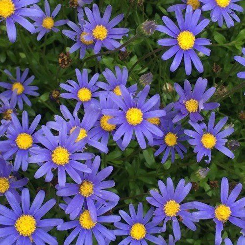 Felicia a. Gold Sapphire - 1.5L (10/20)