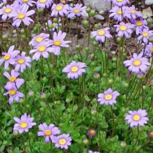 Felicia Pink Star - pb6.5 (20/30)