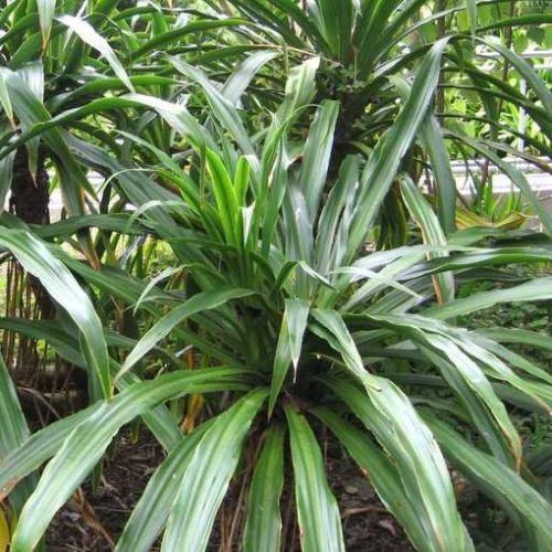 Furcraea g. Blue Thunder - 2.5ltr (30/40)