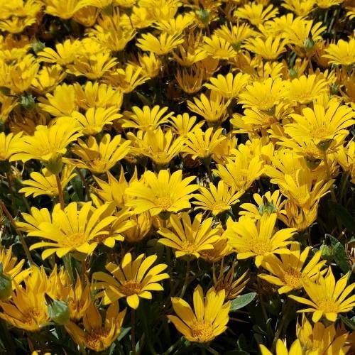 Gazania Mt. Ruapehu, Treasure Flower - 1.5Ltr