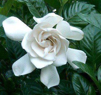 Gardenia Four Seasons - 1.5Ltr/Pb6.5 (30/40)
