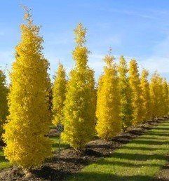 Gingko Fastigiata, Upright Maidenhair - Pb60