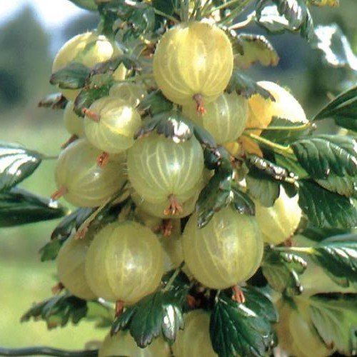 Gooseberry Invicta - Pb6.5