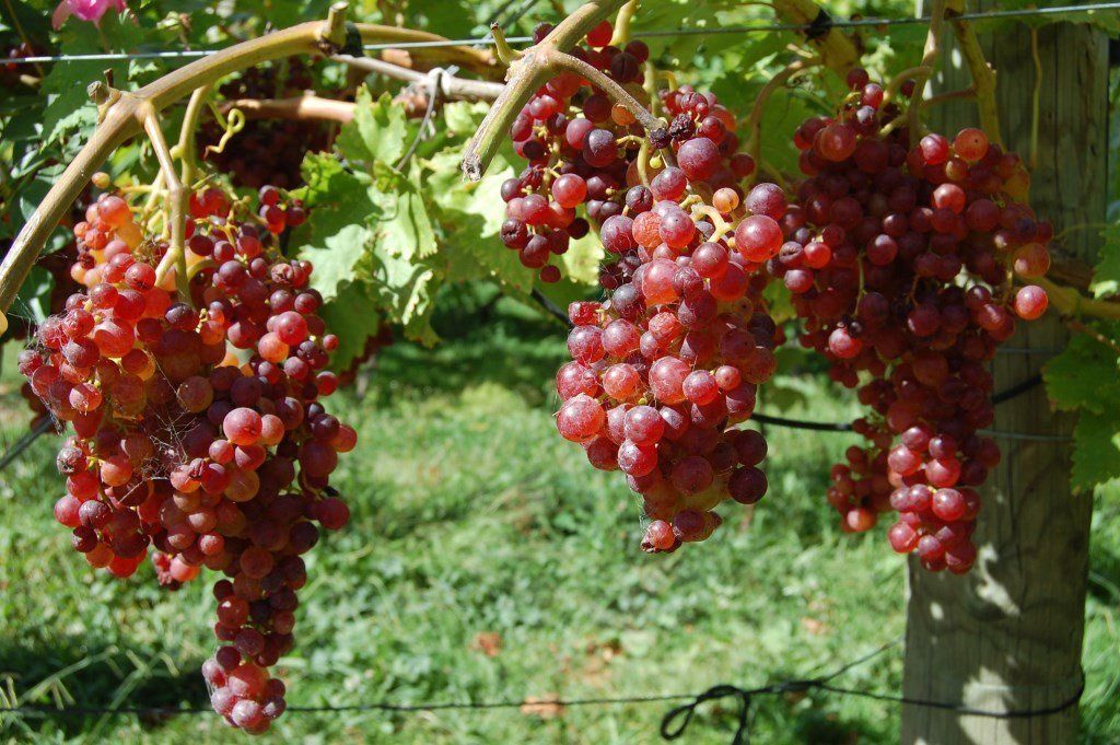 Grape Flame Seedless - Pb6.5