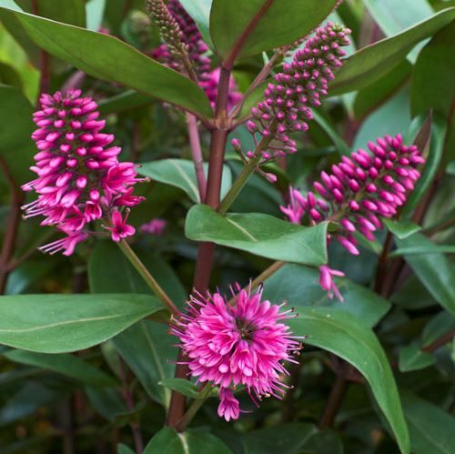 Hebe Wiri Desire - 3Ltr