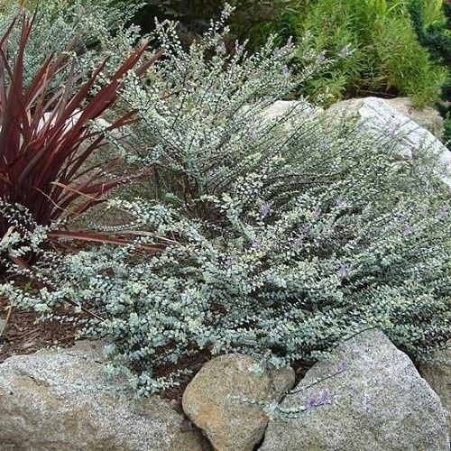 Hebe Quicksilver - 2Ltr