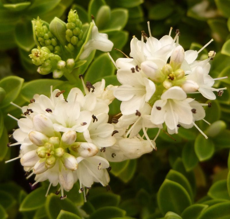 Hebe sutherlandii - Pb6.5