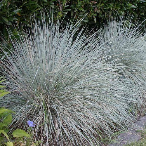 Helictotrichon sempervirens, Blue Oat Grass - Pb5