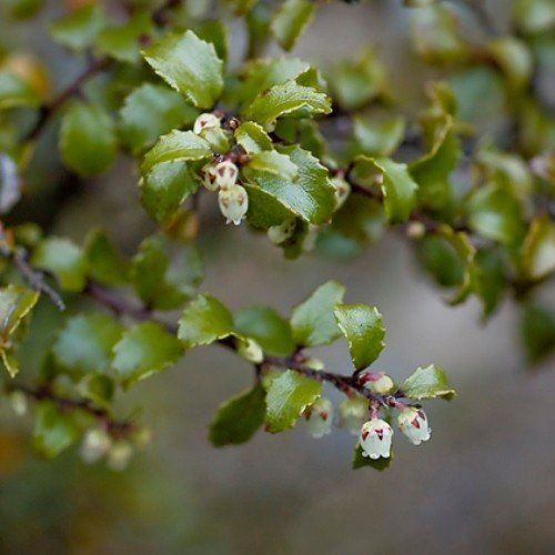 Gaultheria antipoda - Pb6.5