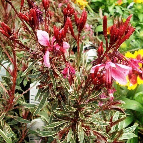 Gaura Rainbow Petite - 1.5Ltr