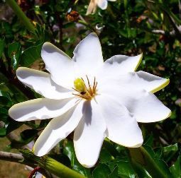 Gardenia thunbergii - Pb6.5