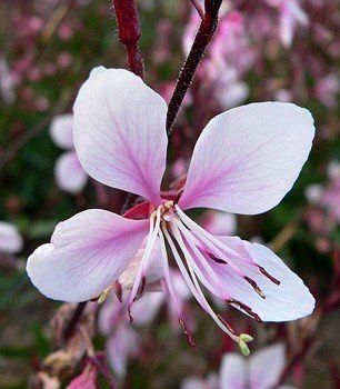 Gaura lindheimeri