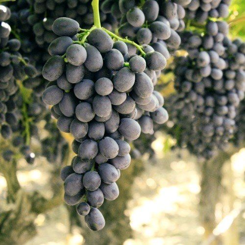 Grape Black Beauty - Pb6.5