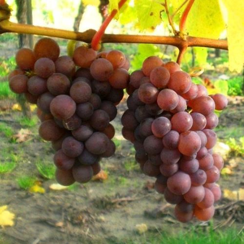 Grape Pinot Gris - Pb6.5