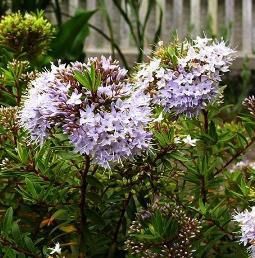 Hebe diosmifolia - Pb5