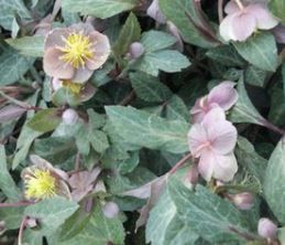 Helleborus Elegance - 2Ltr